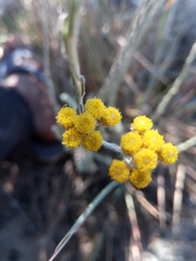 Helichrysum platycephalum