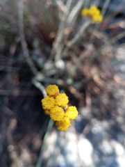 Helichrysum platycephalum