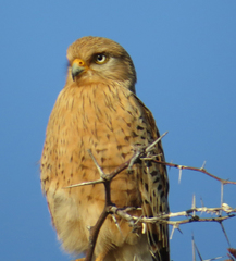 Falco rupicoloides