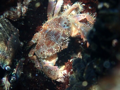 Warty Crab