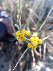 Helichrysum platycephalum