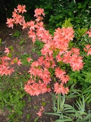 Rhododendron japonicum