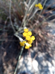 Helichrysum platycephalum