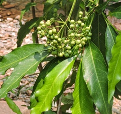 Pavetta indica