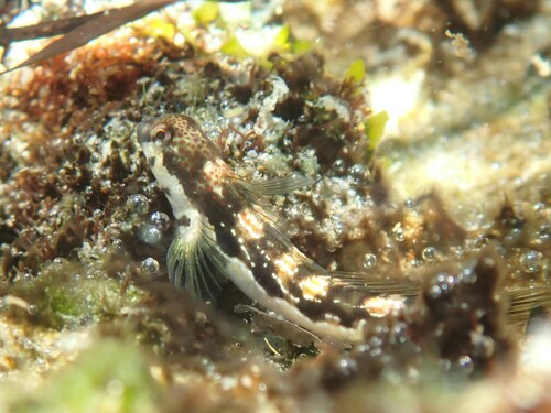 Adriatische slijmvis (Microlipophrys adriaticus) — Blenniidae
