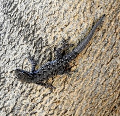 Lygodactylus chobiensis