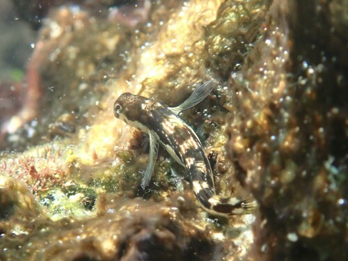 Adriatic blenny (Microlipophrys adriaticus) — Blenniidae — 3