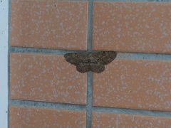 Hypomecis punctinalis