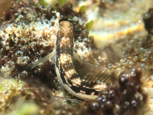Adriatic blenny (Microlipophrys adriaticus) — Blenniidae — 2