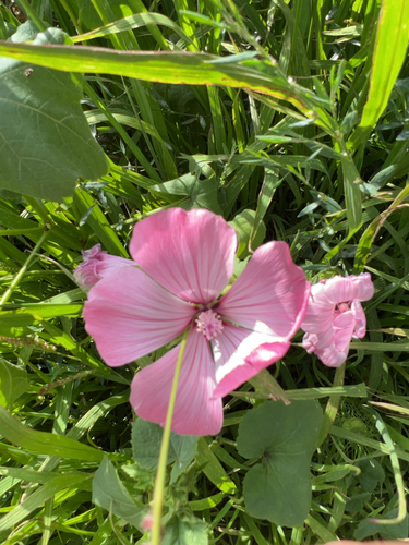 Image of Malva trimestris by (c) Luke, some rights reserved (CC BY)