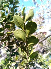 Buxus cipolinica