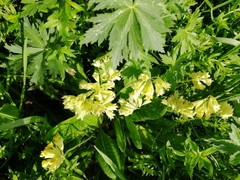 Primula veris macrocalyx