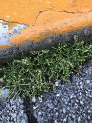 Sagina japonica