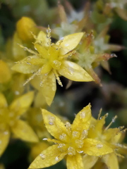 Sedum