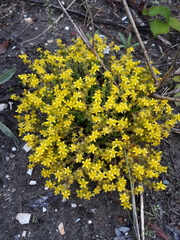 Sedum