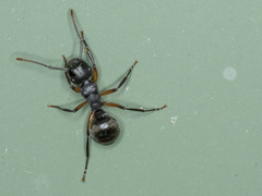 Polyrhachis femorata