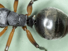Polyrhachis femorata