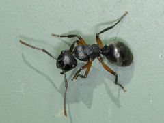 Polyrhachis femorata