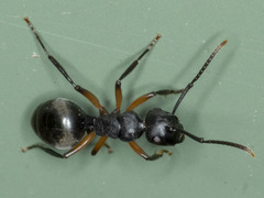 Polyrhachis femorata