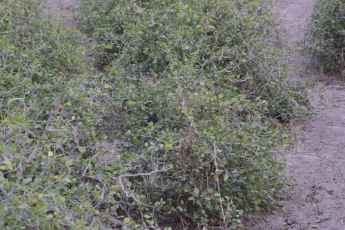 Image of Lycium boerhaviifolium by (c) Clara (Clari), some rights reserved (CC BY-SA)