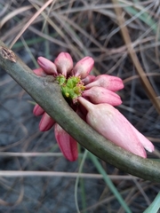 Adenia densiflora image