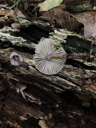 Mycena inclinata
