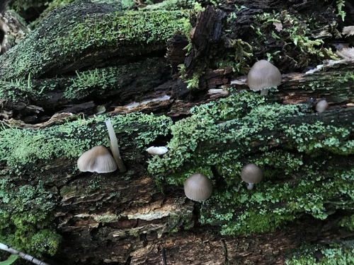 Mycena inclinata (Photo 2 of 4)