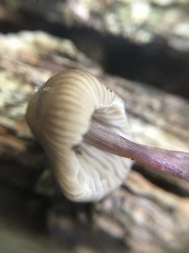 Mycena inclinata (Photo 3 of 4)