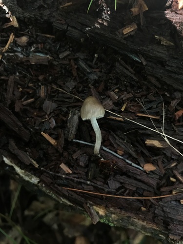 Mycena inclinata (Photo 4 of 4)