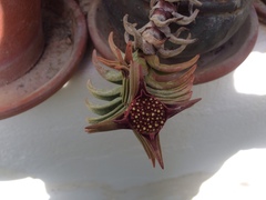 Crassula congesta