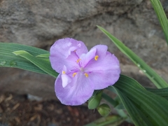 Tradescantia × andersoniana