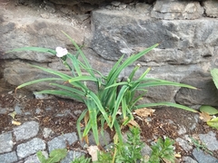 Tradescantia × andersoniana