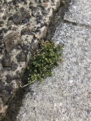 Sagina japonica