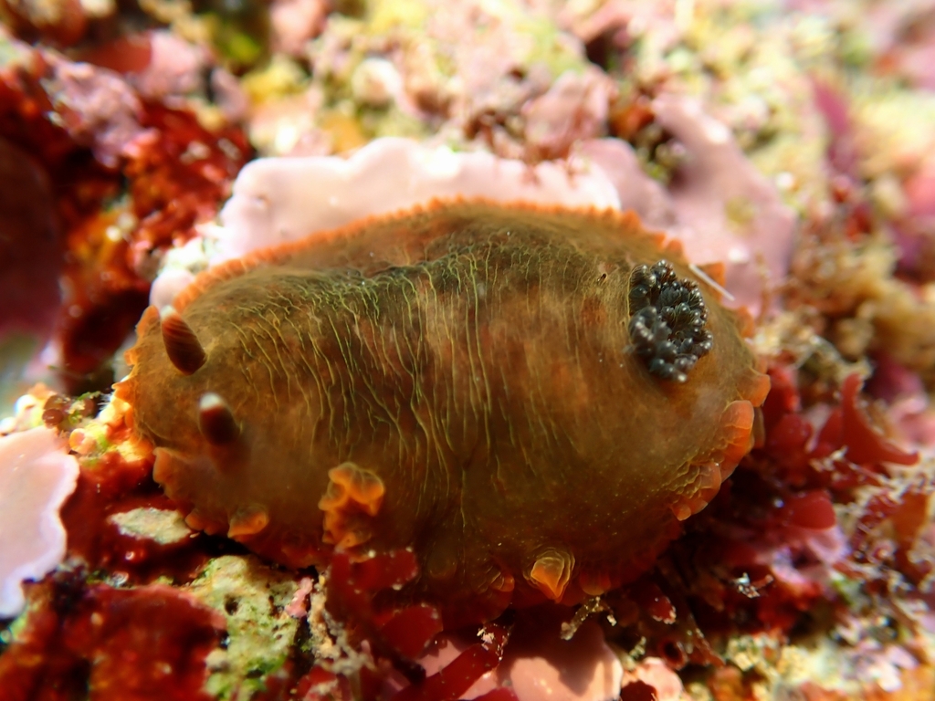 Dendrodoris temarana