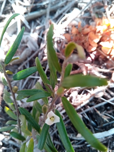 Diospyros danguyana image