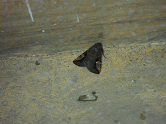 Pseudosphetta moorei