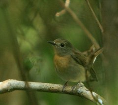 Cyornis hainanus