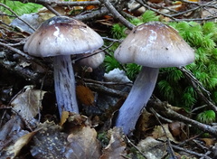 Cortinarius bellus