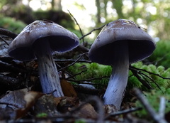Cortinarius bellus