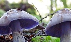 Cortinarius bellus