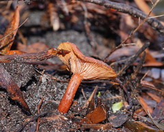 Lactarius eucalypti