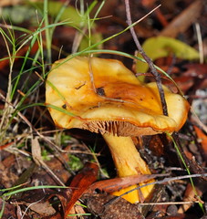 Cortinarius sinapicolor