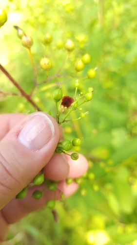 Image of Scrophularia marilandica by (c) Kate, some rights reserved (CC BY)