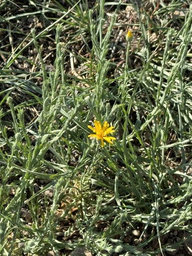 Image of Xanthisma gracile by (c) CK2AZ, some rights reserved (CC BY)