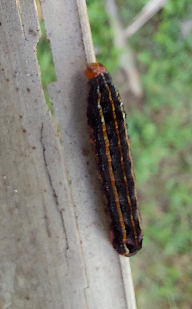 Southern Armyworm Moth