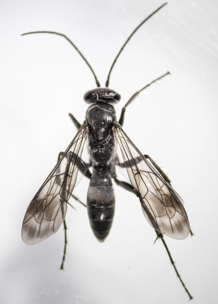 Agenioideus biedermani