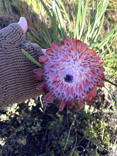 Image of Protea pudens by (c) Charleen Brunke, some rights reserved (CC BY)