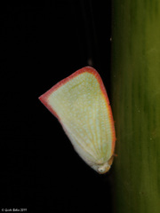 Sanurus