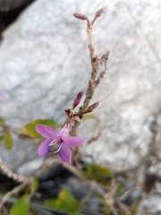 Oplonia