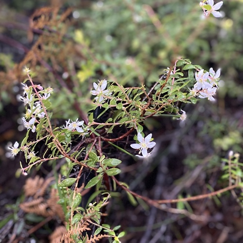Image of Agathosma crenulata by (c) michaelheuermann, some rights reserved (CC BY)